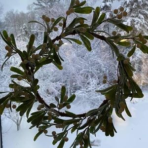 Meet your Posher, Dana